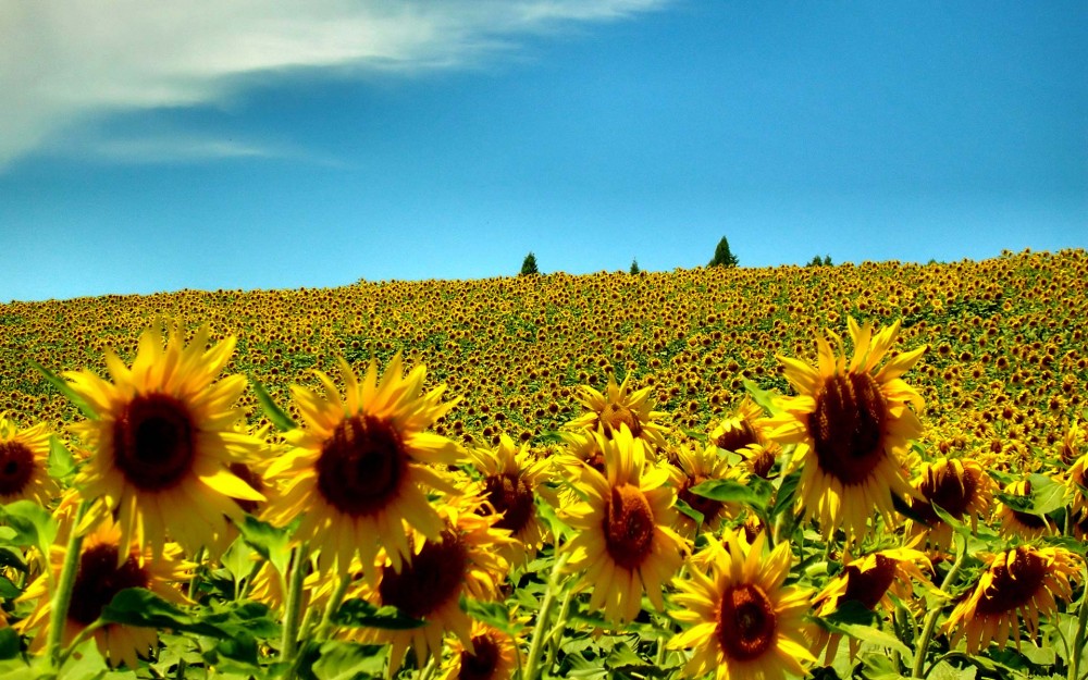 suflowers-summer_gmacorig_ncnd