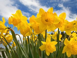 daffs